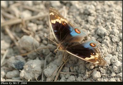AŲ潺 Blue Pansy (Junonia orithya)