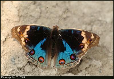 AŲ潺 Blue Pansy (Junonia orithya)
