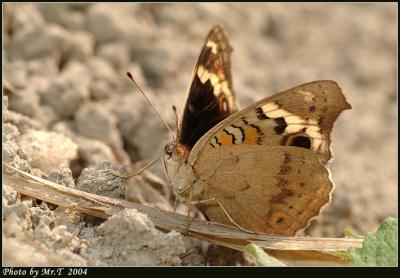 AŲ潺 Blue Pansy (Junonia orithya)