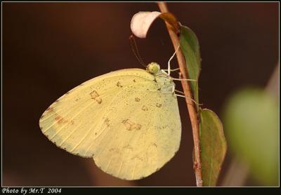 e Common Grass Yellow (Eurema hecabe)