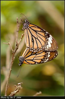 괳 Common Tiger (Danaus genutia)
