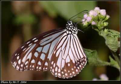 h Glassy Tiger (Parantica aglea)