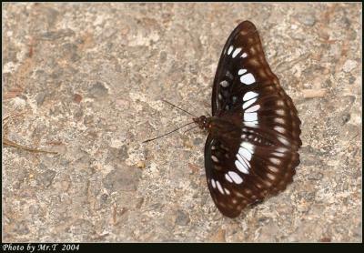 Â÷´³±aßæ½º Blackvein Sergeant (Athyma ranga)