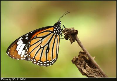 ªê´³½º Common Tiger (Danaus genutia)