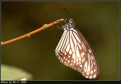 h Glassy Tiger (Parantica aglea)