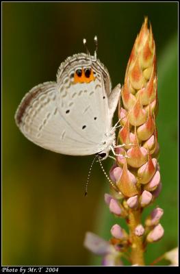 Ŧǽ Tailed Cupid (Everes lacturnus)