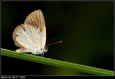 Wǽ Small Grass Blue (Famegana alsulus)