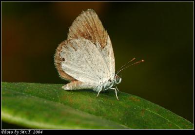 Wǽ Small Grass Blue (Famegana alsulus)