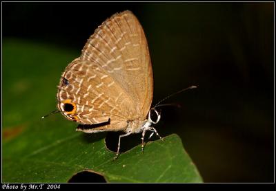 ǽ Dark Cerulean (Jamides bochus)