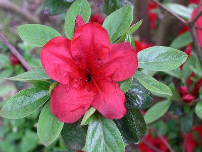 Azalea - Midnight Flare