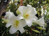 Easter Lillies in May