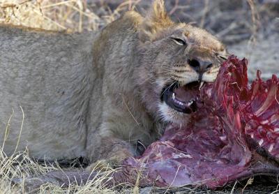 Tau - Lion cub on warthog kill