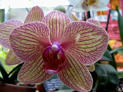 Up close Orchid.jpg(302)