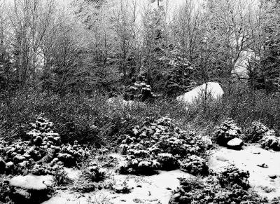 First Snow by Dru Cook