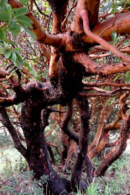 Into The Madrone (03-29-05)