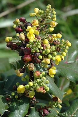 Oregon Grape Blossom