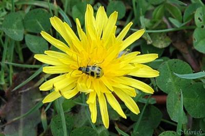 Dandylion Beetle