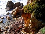 Steep Cove Treasure (12-26-04)