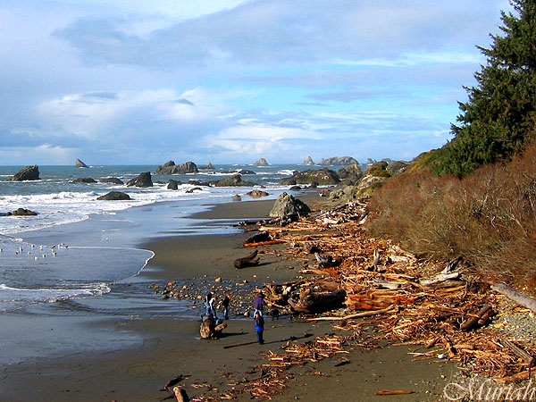 Driftwood Beach (12-26-04)