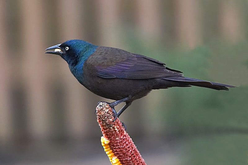 Common Grackle