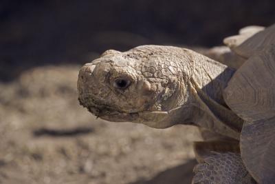 Sulcata Tortoise