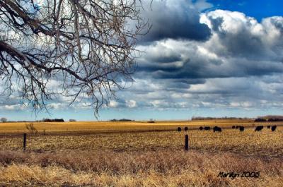 'amazing graze ... '