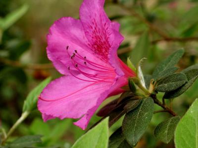 Azalea