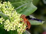 Red Wasp *