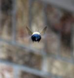 Carpenter Bee *