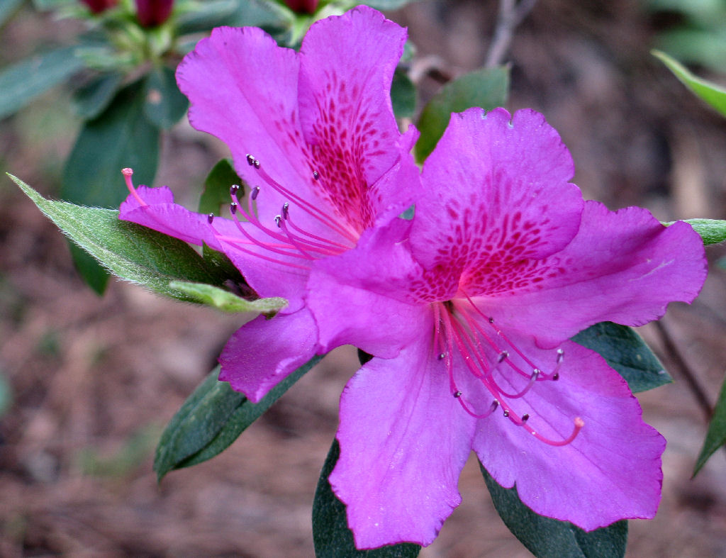 Azalea