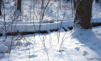 beauty of winter 2004