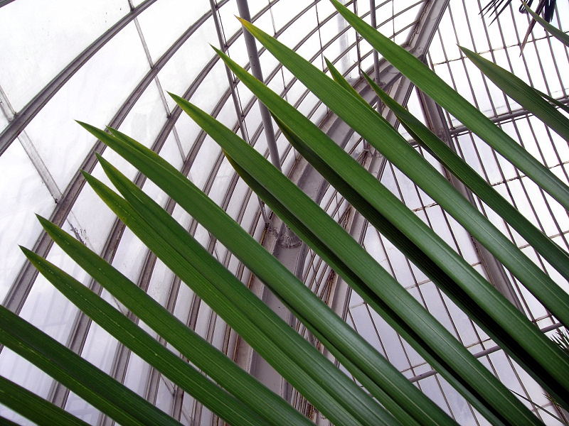 Contrasting lines, Kew Gardens, London