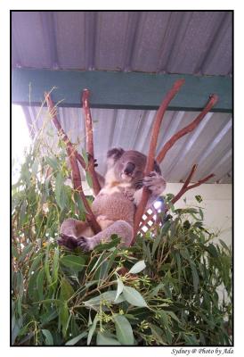 Koala oLΫOHo
