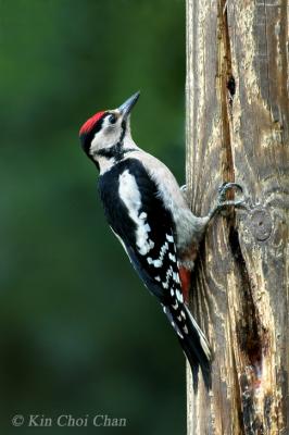 Great spotted wood pecker