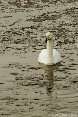 Bewick swan in ice water.
