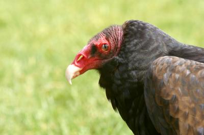 Turkey Vulture 2.