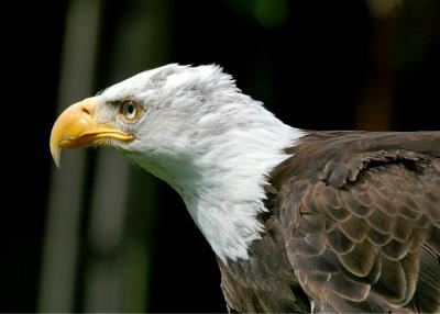 Bald eagle profile 2