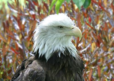 bald eagle