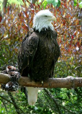 Bald eagle full 5