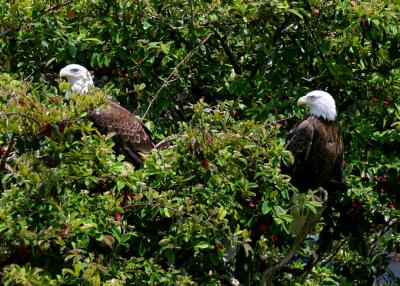 Mr  Mrs Bald Eagle