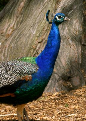 peacock torso 2