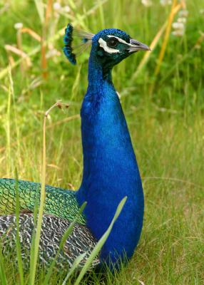 peacock profile