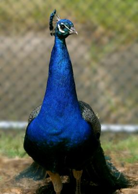 peacock frontal
