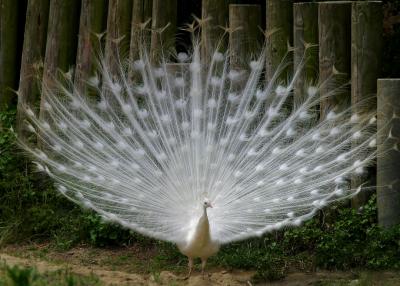 White peacock 1