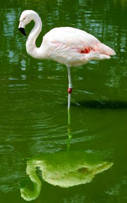 Flamingo mirror