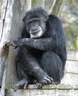 The Chimpanzees