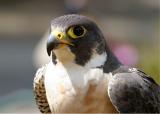 Peregrine Falcon 1