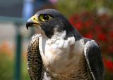 Peregrine Falcon 2