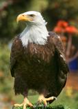 bald eagle full front