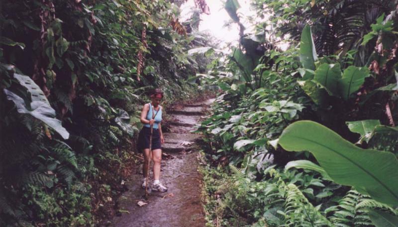 Afoot In The Elfin Forest: Mt Scenery, Saba, Dutch West Indies